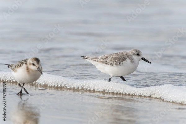 Fototapeta Sanderlings in the surf