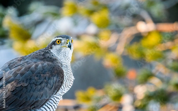 Obraz Northern goshawk (Accipiter gentilis) in winter light with pine tree background negative space 