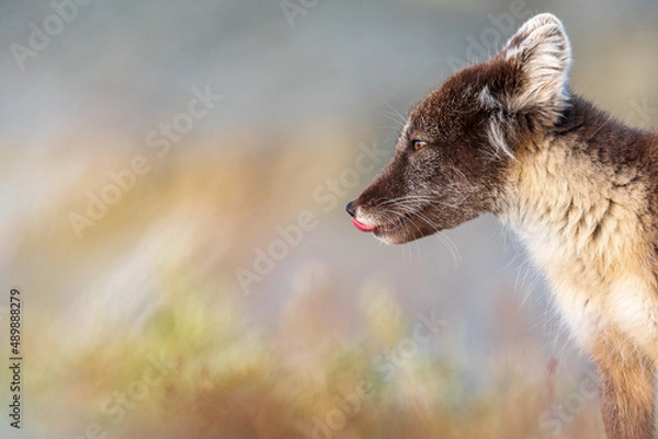 Obraz Arctic fox (vulpes lagopus) close up with copy space portrait
