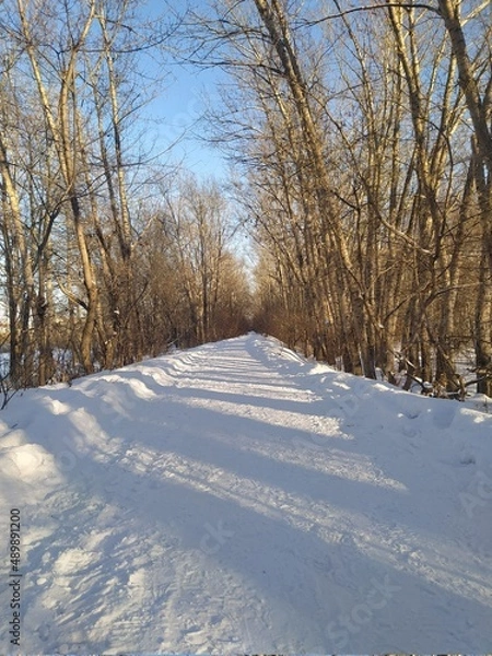 Fototapeta snow covered trees