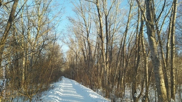Fototapeta river in winter forest