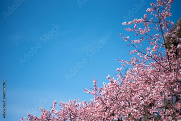 Fototapeta 일본 도쿄 신주쿠교엔 벚꽃