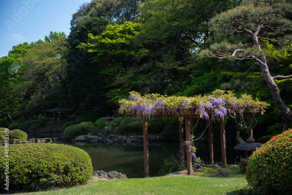 Obraz 일본 도쿄 신주쿠교엔 정자