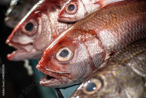Fototapeta Fresh Red Snapper in Ternate Fishing Port, Indonesia.