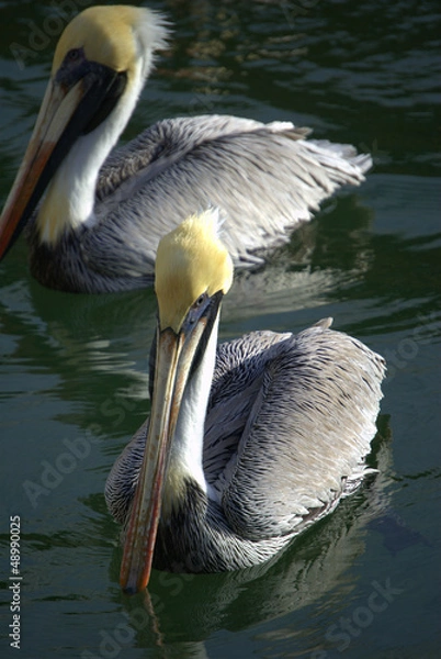 Fototapeta Two Pelicans