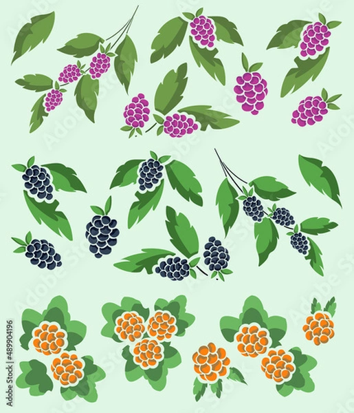 Fototapeta Small collection of raspberries, blackberries and cloudberries on foliate twigs and bushes for invitations, banners, posters and other design.
