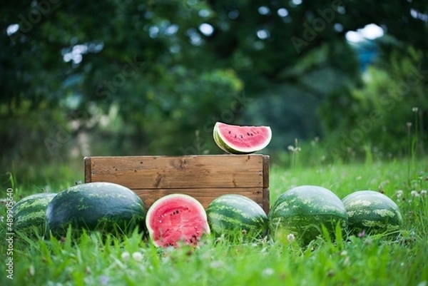 Obraz summer melon still life