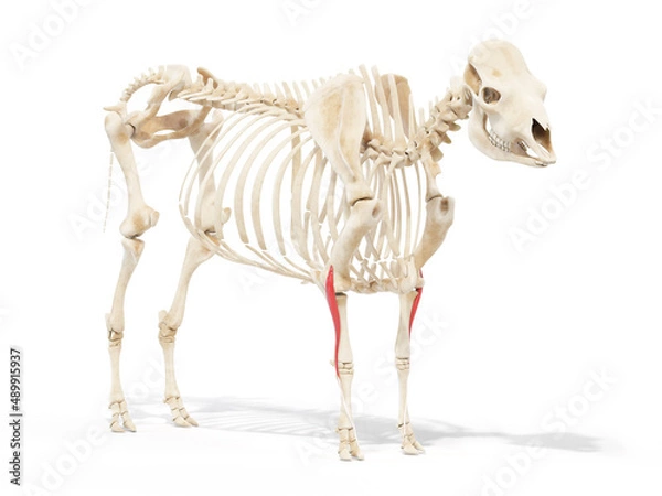 Obraz 3d rendered anatomy illustration of the cows muscles - the common digital extensor