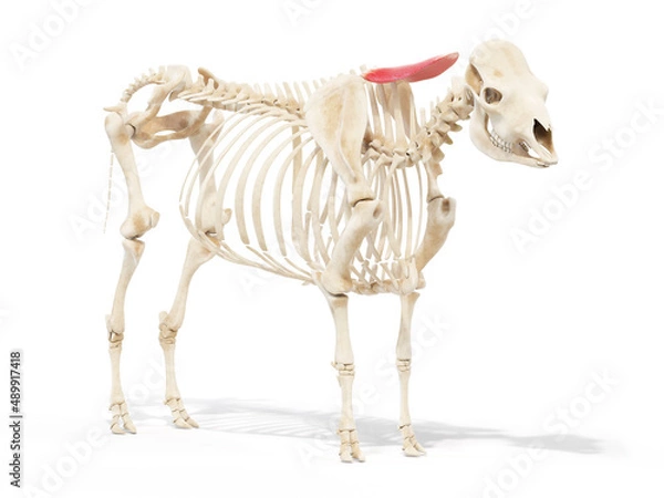 Fototapeta 3d rendered anatomy illustration of the cows muscles - the rhomboideus cervicis