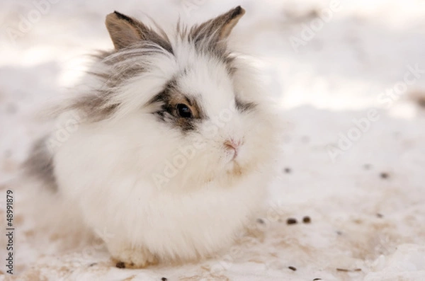 Obraz white rabbit sitting in the snow