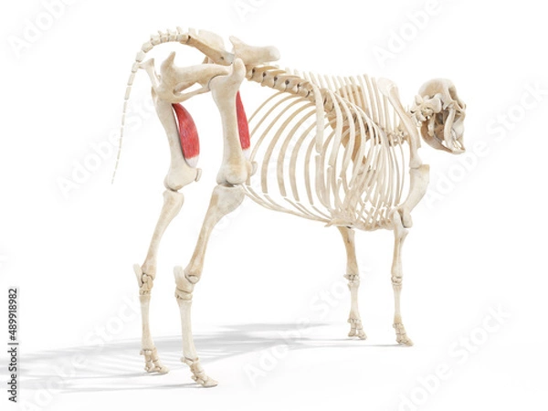 Obraz 3d rendered anatomy illustration of the cows muscles - the vastus intermedius