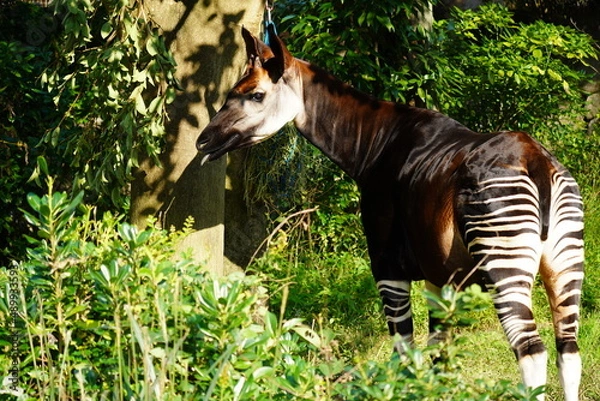 Obraz オカピ(okapi)