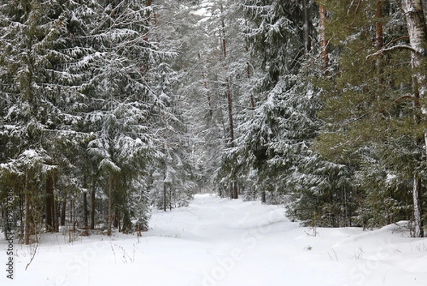 Fototapeta winter forest	