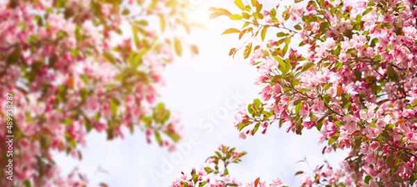 Obraz Blossoming fruit tree branch background. Spring background. Copy space. Soft focus