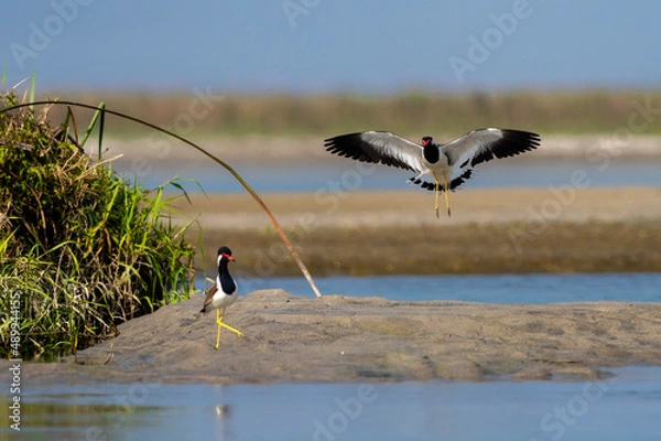 Fototapeta Red-wattled Lapwing pair mating behaviour 
