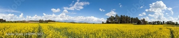 Fototapeta Rapeseed canola colza yellow field Brassica Napus