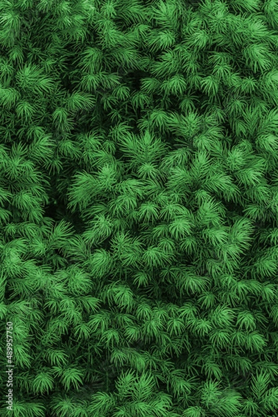 Fototapeta Needles texture of Alberta spruce Maingold - Picea glauca, green background