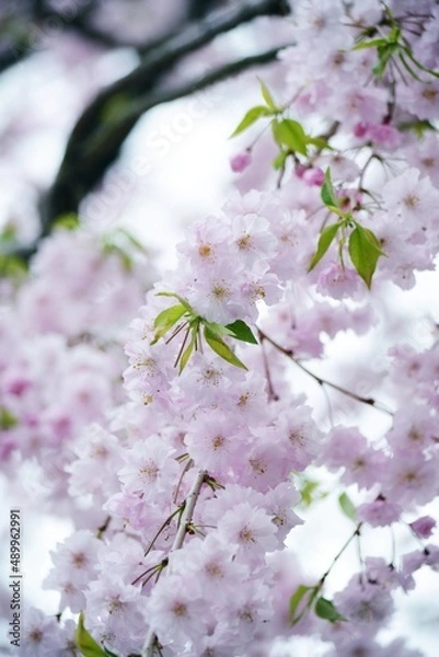 Obraz シダレザクラのアップ