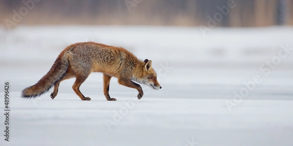 Obraz Red fox walking over ice