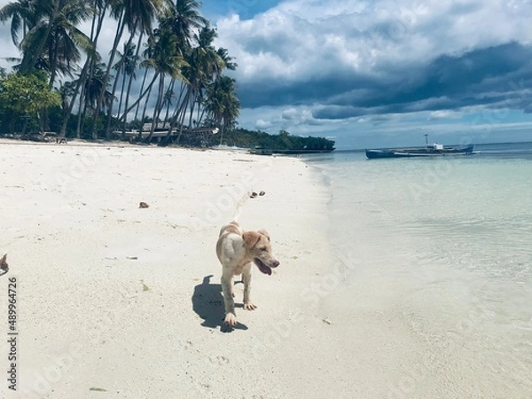 Obraz dog on the beach