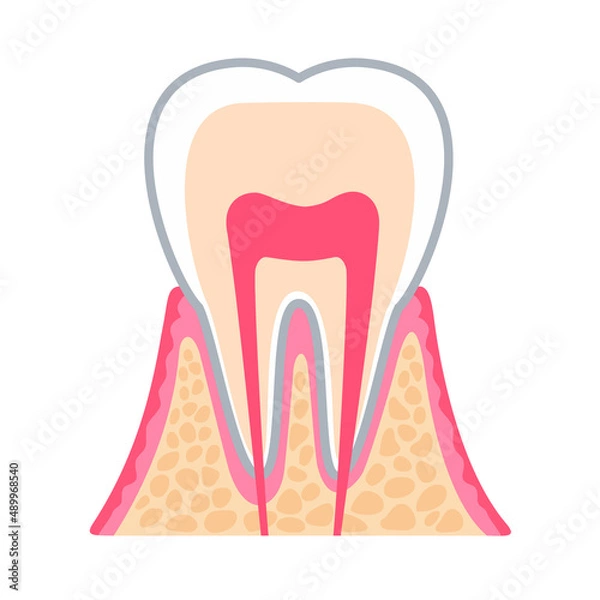 Obraz 歯の断面図