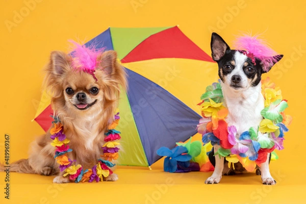 Fototapeta Two Chihuahua dogs wearing hawaiian flowers necklaces and pink feathers on the head and a colorful beach umbrella in the background. 