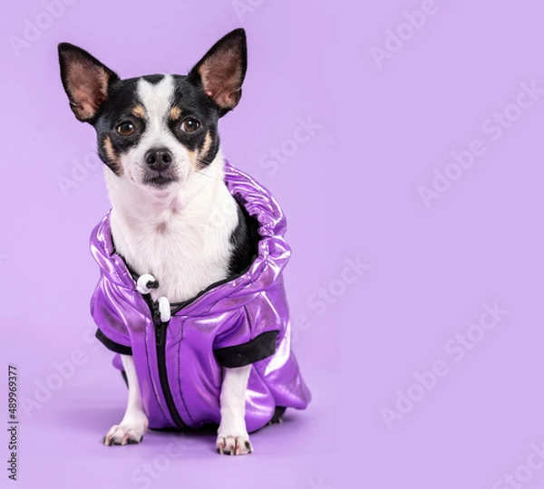 Fototapeta Chihuahua wearing a purple jacket, looking at the camera, in a studio by a lilac background. 