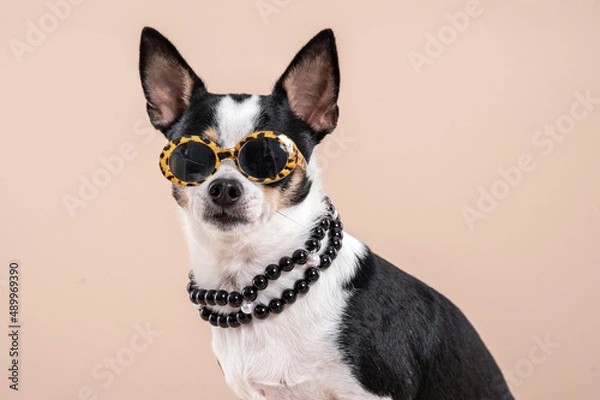 Fototapeta Chihuahua dog wearing sunglasses and a necklace looking at the camera in a studio. 