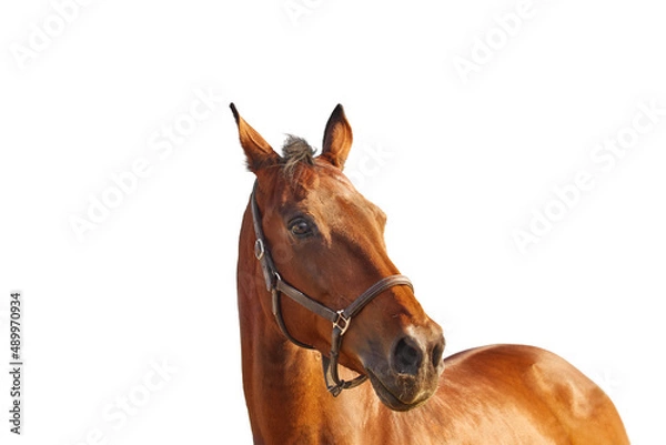 Fototapeta Portrait of a bay horse in a leather brown halter on a white background