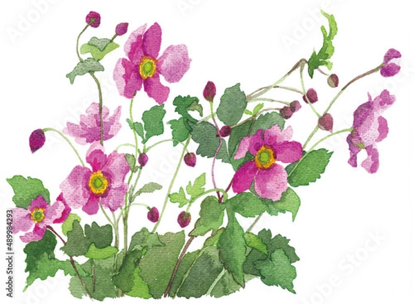 Obraz 花の水彩画シュウメイギク