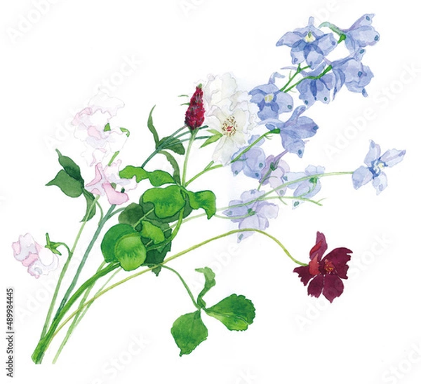 Obraz 花の水彩画デルフィニューム