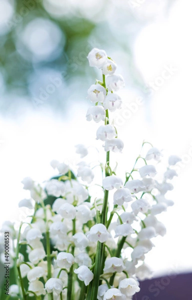 Fototapeta A bouquet of white lilies of the valley on a green background. Copy space.
