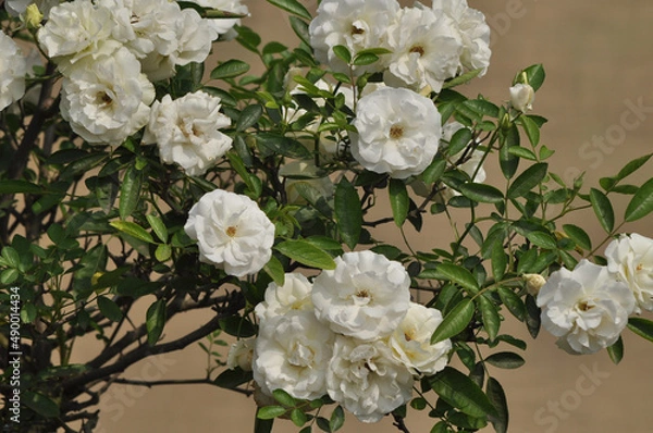 Obraz White Roses