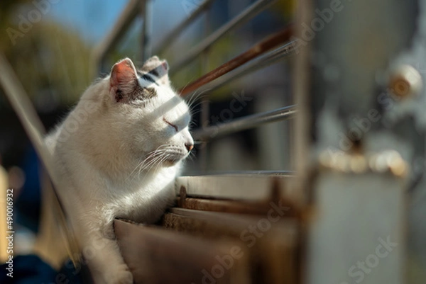 Obraz 日向ぼっこする猫