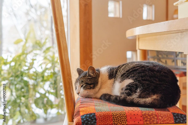 Obraz 気持ちよく寝る猫