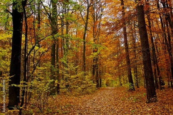 Obraz fall forest a002