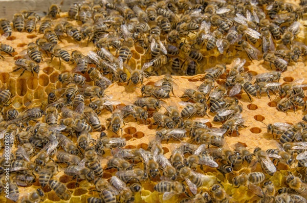 Obraz Honeybees on honeycomb, Apiary, Beehive