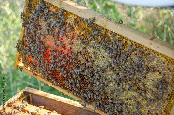 Obraz Beekeeping, Apiary, Honeybees on honeycomb