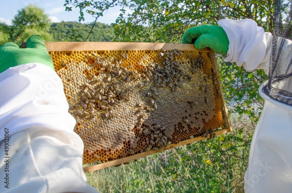Fototapeta Apiary, Beekeeping, Honeybees on Honeycomb frame