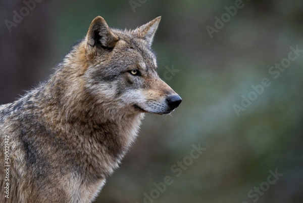 Obraz Grey wolf in the forest