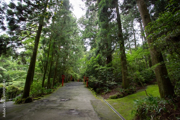 Obraz 初夏の森の中の神社への参道