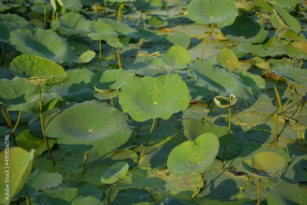 Obraz Lotus leaf