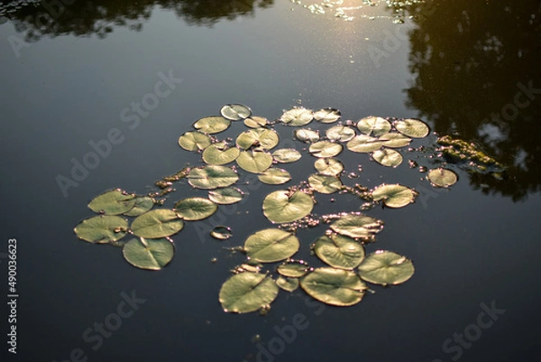 Obraz Lotus leaf on the water