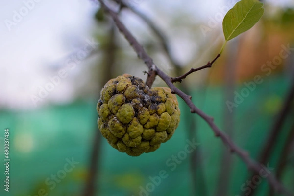Obraz Sugar Apple, Custard Apple on tree