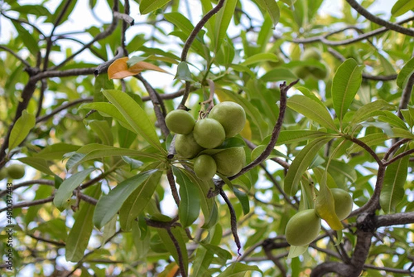 Obraz Suicide tree, Pong-pong