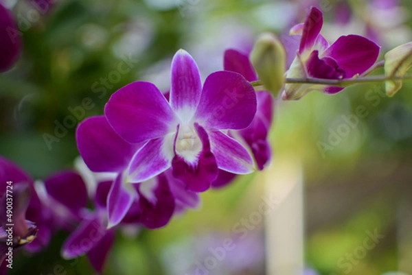Obraz Pink orchid 