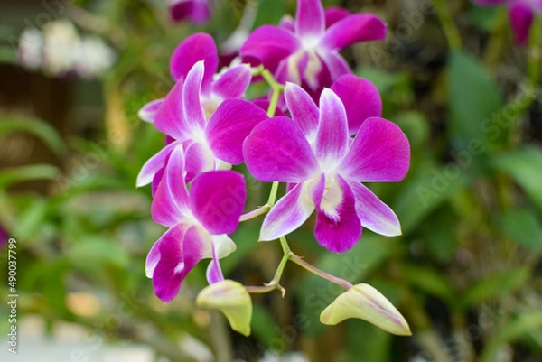 Obraz Pink orchid 