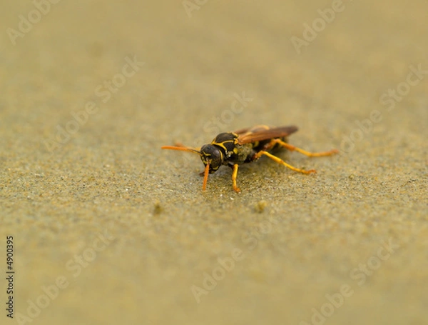 Fototapeta Strandwespe