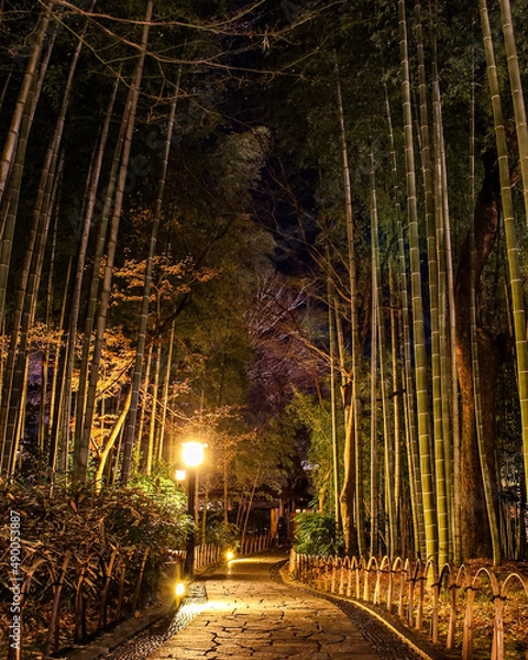 Obraz 竹林の小径