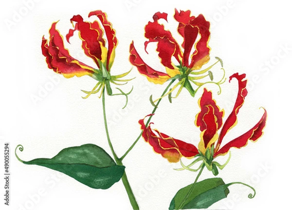 Obraz 花の水彩画ユリ